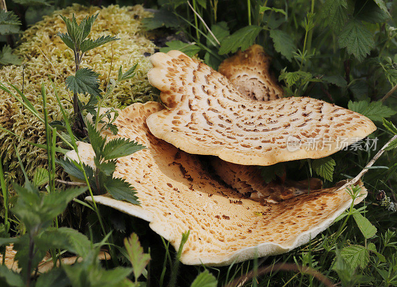 木耳(鳞Polyporus squamosus)